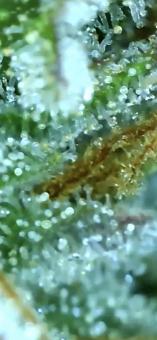Gorilla Girl XL Auto - картинка 3