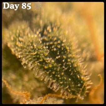 White Widow - картинка 2