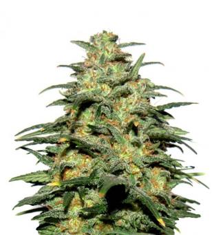 Deepforest Super Auto - картинка 1