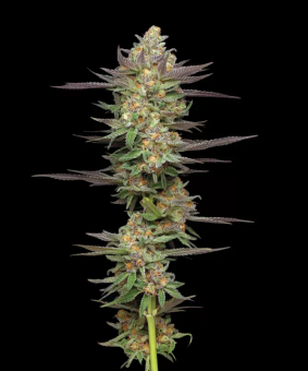 Mint Jelly Auto - картинка 1