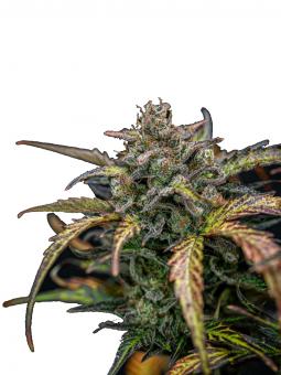 Wendy - картинка 7