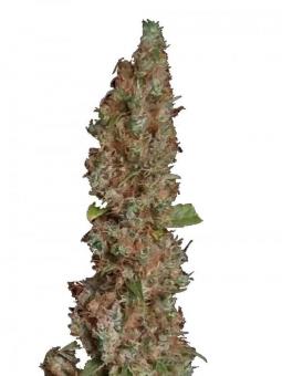 Sour Diesel Auto - картинка 1