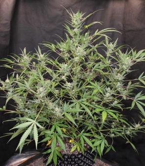 White Widow Auto - картинка 6