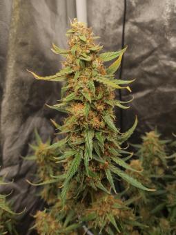 Auto Gorilla autofem (American Strains) - картинка 3