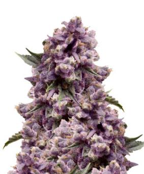 Purple - картинка 1