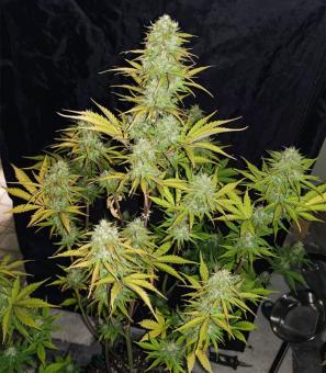 White Widow Auto - картинка 5