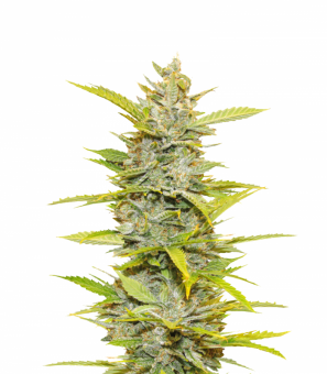 Auto Glueberry O.G. - картинка 11