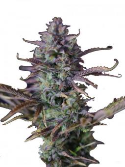 King's Kush - картинка 1