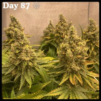 White Widow - картинка 5