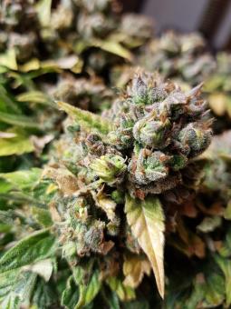 Sweet Pure Auto CBD - картинка 3