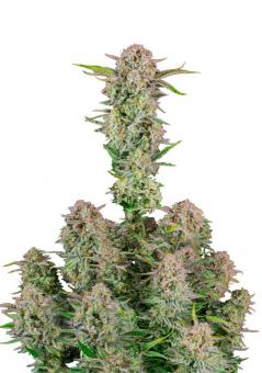 Bruce Banner Auto - картинка 5