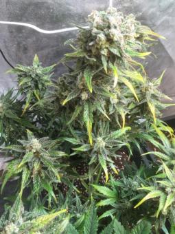Big Devil #2 Auto - картинка 2