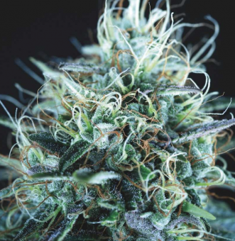 Purple Urkle x Blue Pyramid - картинка 1