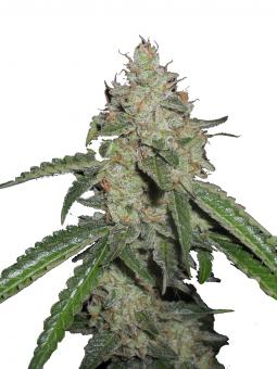 White Widow Auto - картинка 1