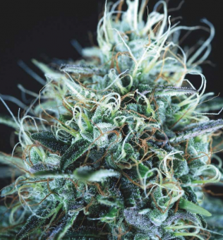 Purple Urkle x Blue Pyramid - картинка 1