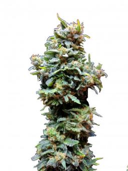 Chronic Ryder BX autofem - картинка 4