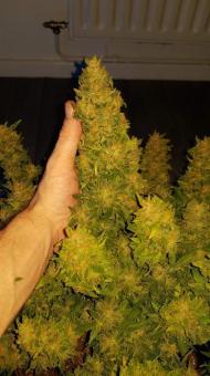 Crystal Candy XL Auto - картинка 3