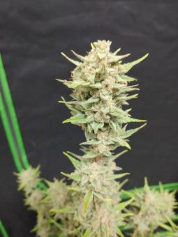 OG Kush Auto - картинка 2