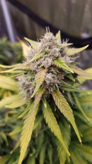 Sweet Skunk Auto - картинка 1