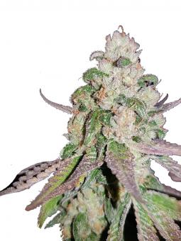 Sweet ZZ (Zkittlez) - картинка 7