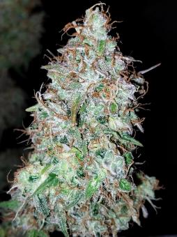 Auto Black Cherry Punch - картинка 1