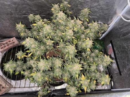 Crystal Candy XL Auto - картинка 5
