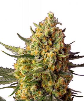 Crystal Candy XL Auto - картинка 1