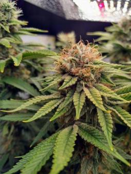 Serious 6 reg - картинка 1