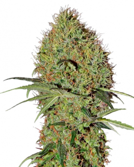 Super Bud Auto - картинка 3