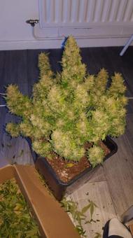 Crystal Candy XL Auto - картинка 2