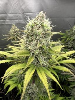 Gorilla Cookies FF - картинка 5