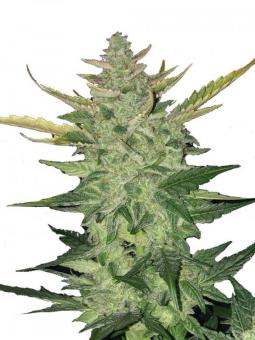 White Widow Auto - картинка 1