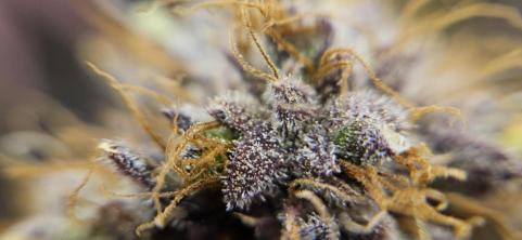 Papaya Sherbet - картинка 4