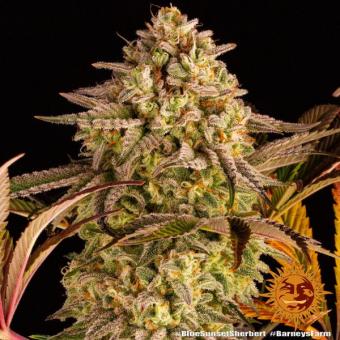 Blue Sunset Sherbert - картинка 10