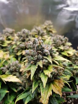 Sweet Pure Auto CBD - картинка 2