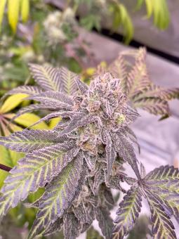 69.G - картинка 5