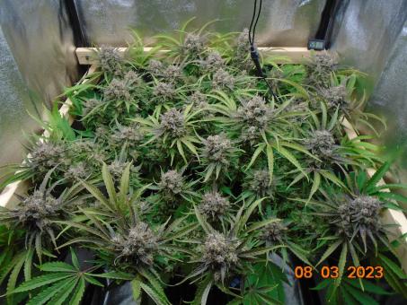 Auto Banana Blaze - картинка 6