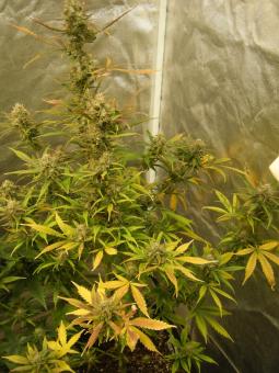 Critical Plus Auto - картинка 2