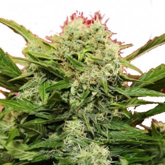 Chronic Ryder BX autoreg - картинка 4