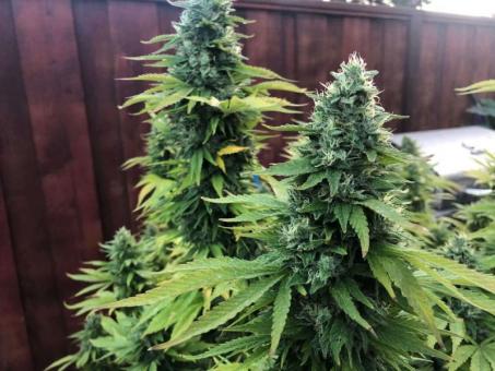 Auto Gorilla G4 - картинка 5