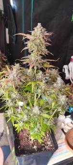 Super Bud Auto (Feminised) - картинка 5