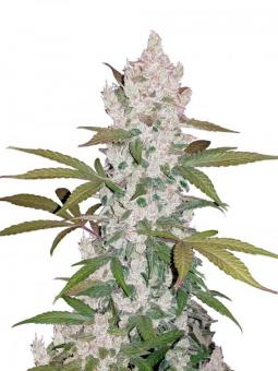 Gorilla Cookies FF - картинка 7