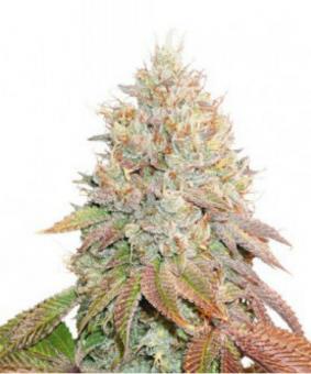 Auto Banana Blaze - картинка 1
