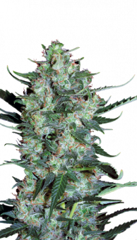 Auto White Russian - картинка 5