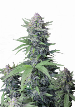 Tropicana Cookies FF - картинка 3