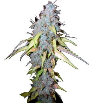 Auto Northern Lights - картинка 2