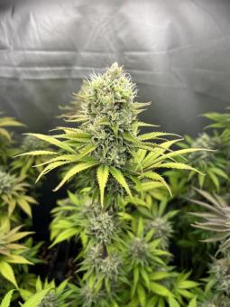 Gorilla Cookies FF - картинка 6