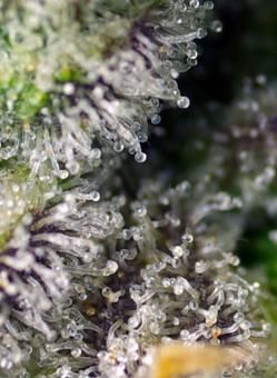 Green Poison XL Auto® - картинка 2