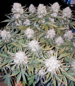 Killer Kush Auto - картинка 1