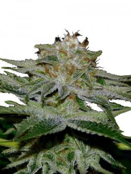 Gorilla Sherbet F1 Fast Version - картинка 5